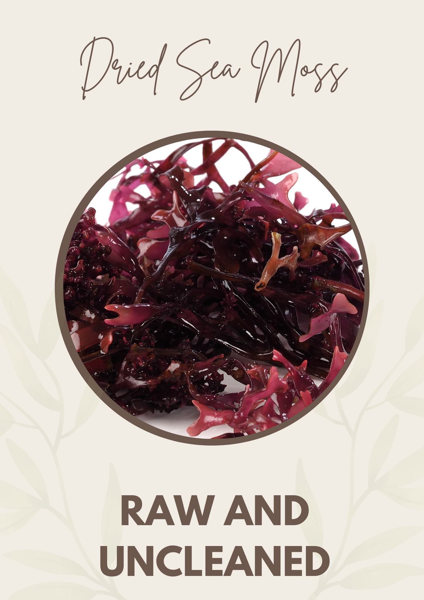 Dried Sea Moss